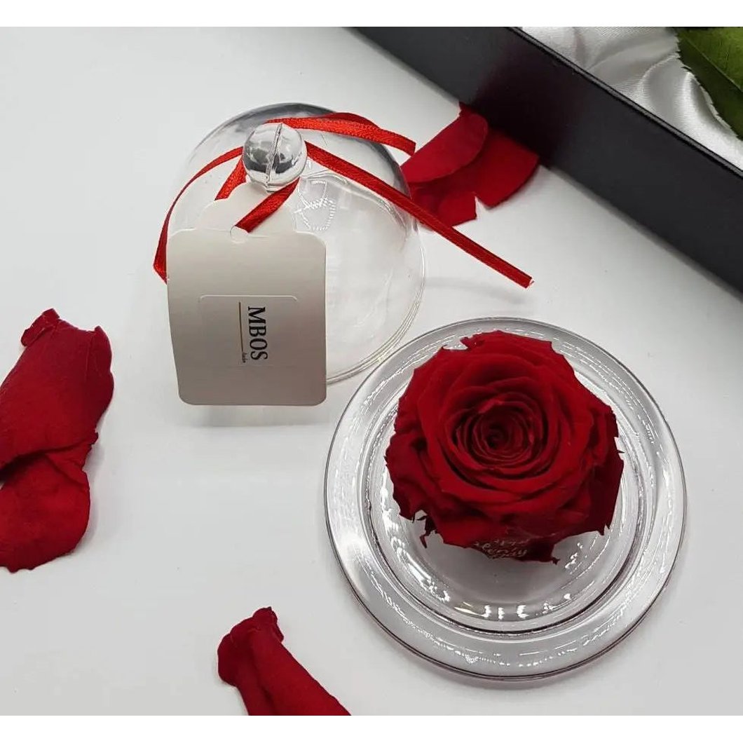 MBOS London Red Preserved Rose presented in Glass Dome