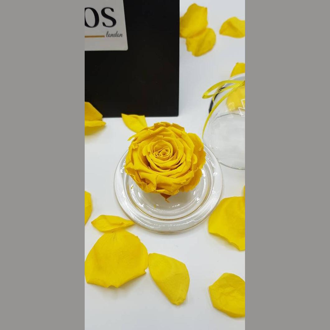 MBOS London Yellow Preserved Rose Presented in a Glass Dome