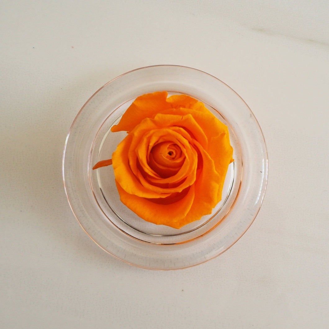 MBOS London Orange Preserved Rose Presented in a Glass Dome