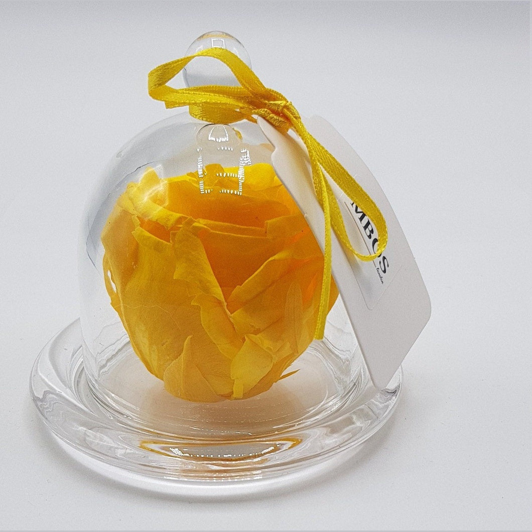 MBOS London Yellow Preserved Rose Presented in a Glass Dome