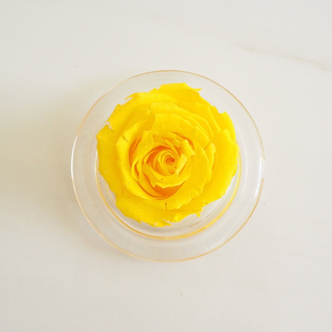 MBOS London Yellow Preserved Rose Presented in a Glass Dome