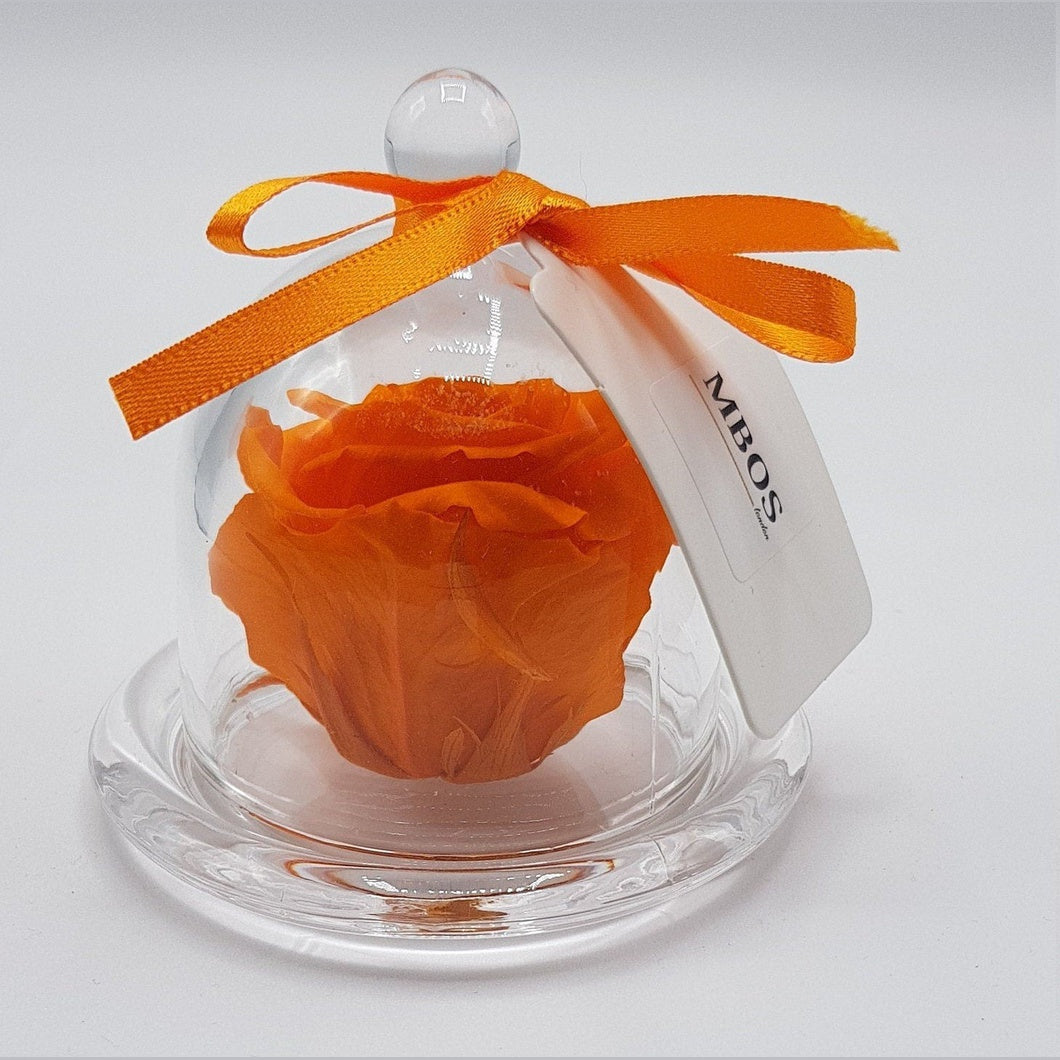 MBOS London Orange Preserved Rose Presented in a Glass Dome