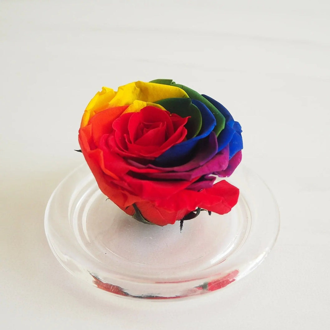 MBOS London Rainbow Preserved Rose Presented in a Glass Dome