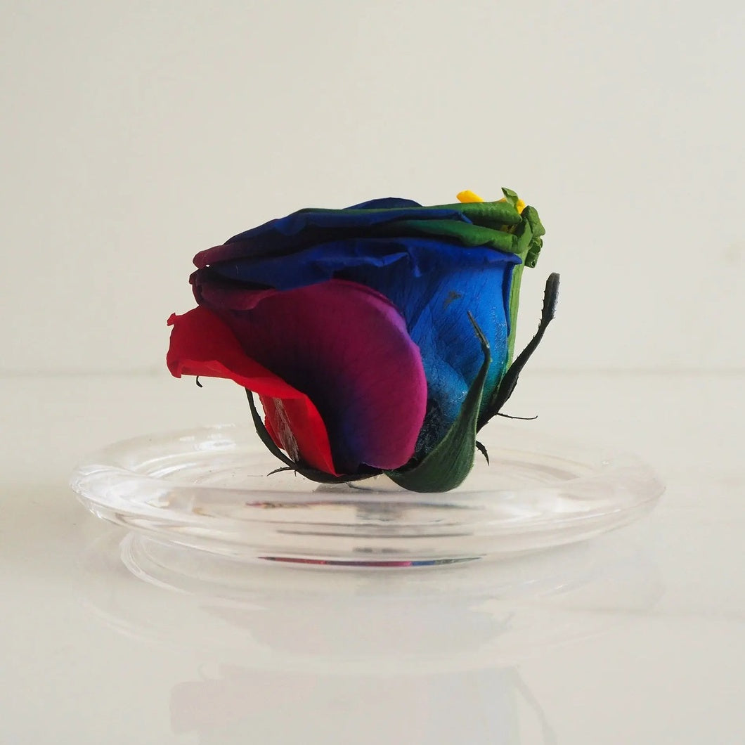 MBOS London Rainbow Preserved Rose Presented in a Glass Dome