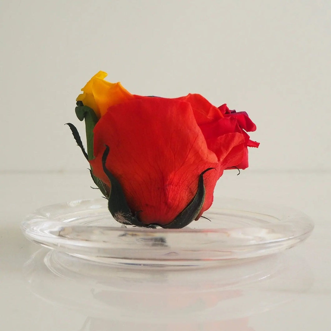 MBOS London Rainbow Preserved Rose Presented in a Glass Dome