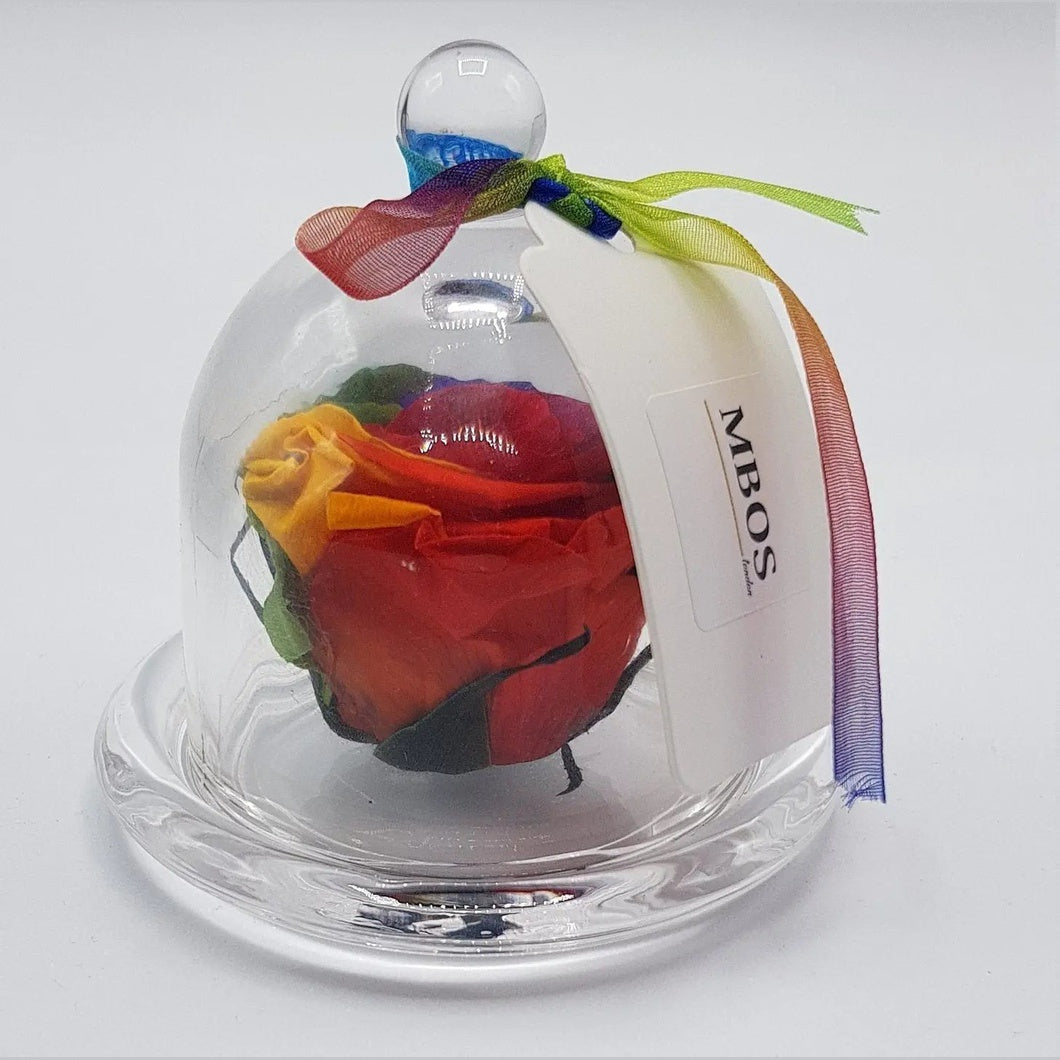 MBOS London Rainbow Preserved Rose Presented in a Glass Dome