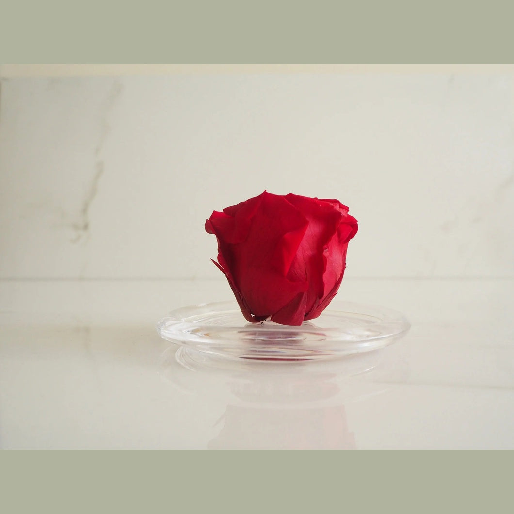 MBOS London Red Preserved Rose presented in Glass Dome