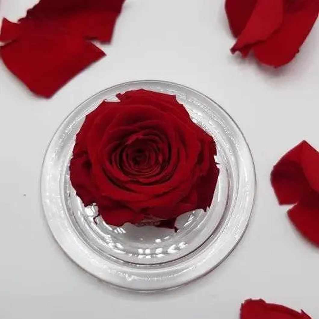 MBOS London Red Preserved Rose presented in Glass Dome