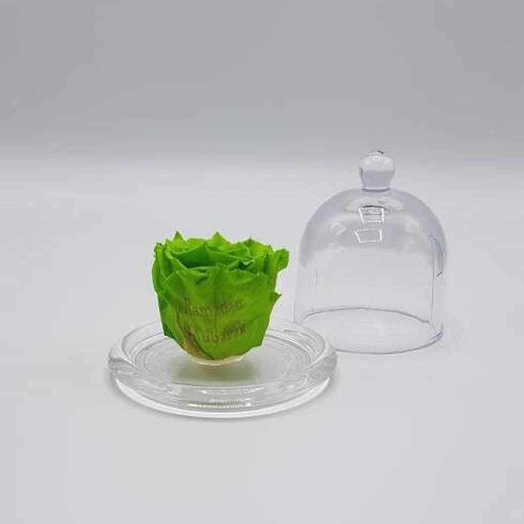 MBOS London Green Preserved Rose In a Glass Dome