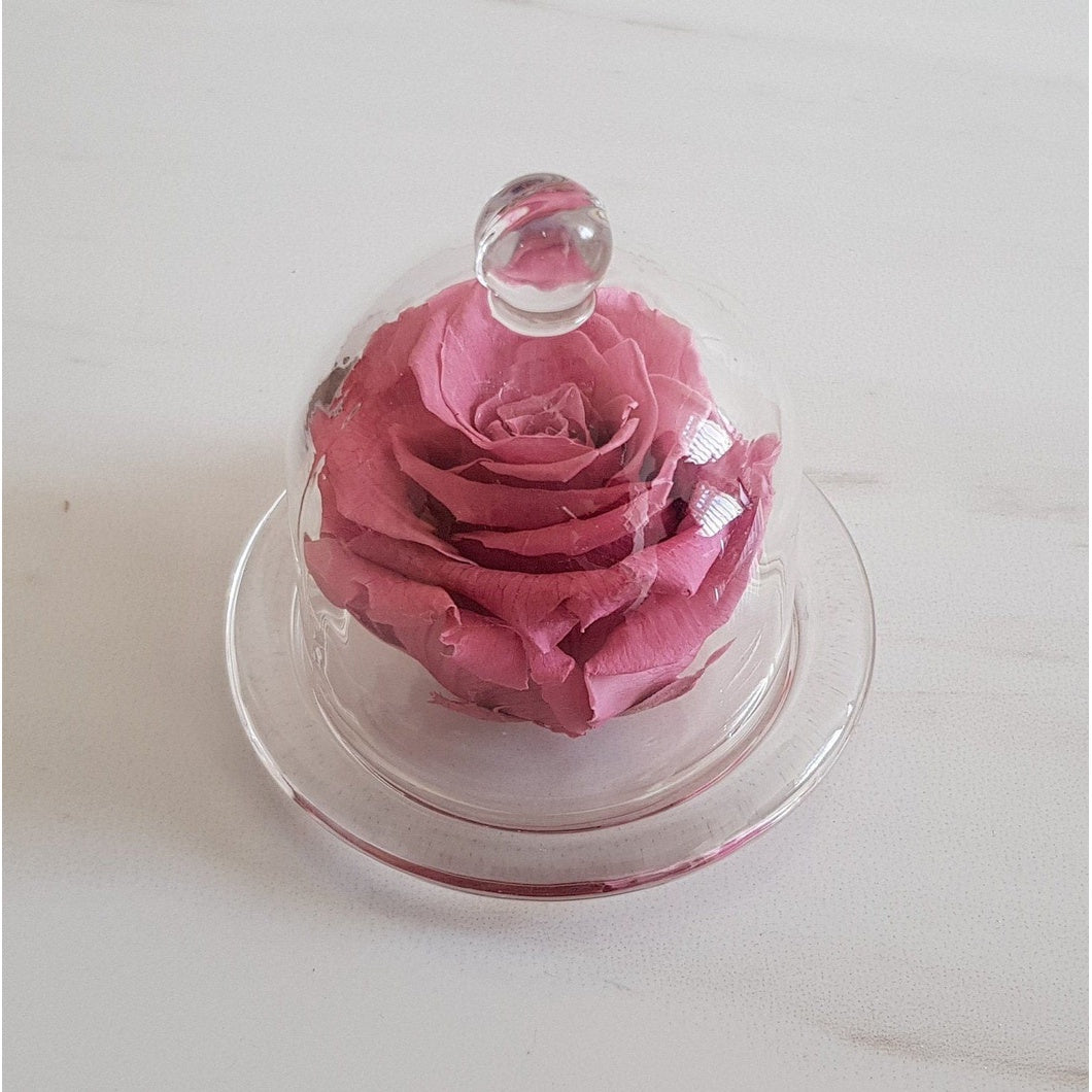 MBOS London Blush Pink Preserved Rose in a Glass Dome