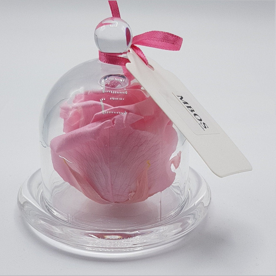 MBOS London Baby Pink Preserved Rose Presented in a Glass Dome