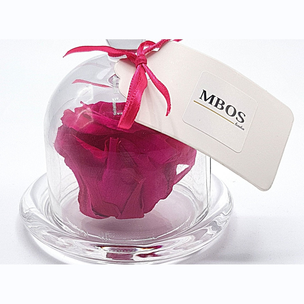 MBOS London Fuchsia Pink Preserved Rose Presented in a Glass Dome