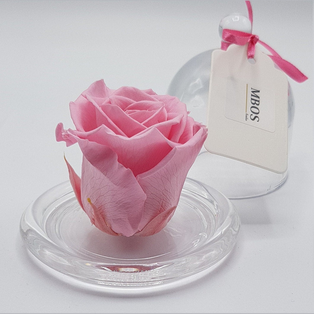 MBOS London Baby Pink Preserved Rose Presented in a Glass Dome