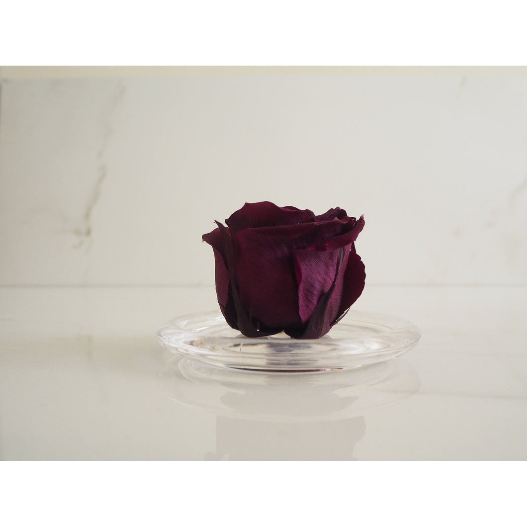 MBOS London Purple Preserved Rose Presented in a Glass Dome