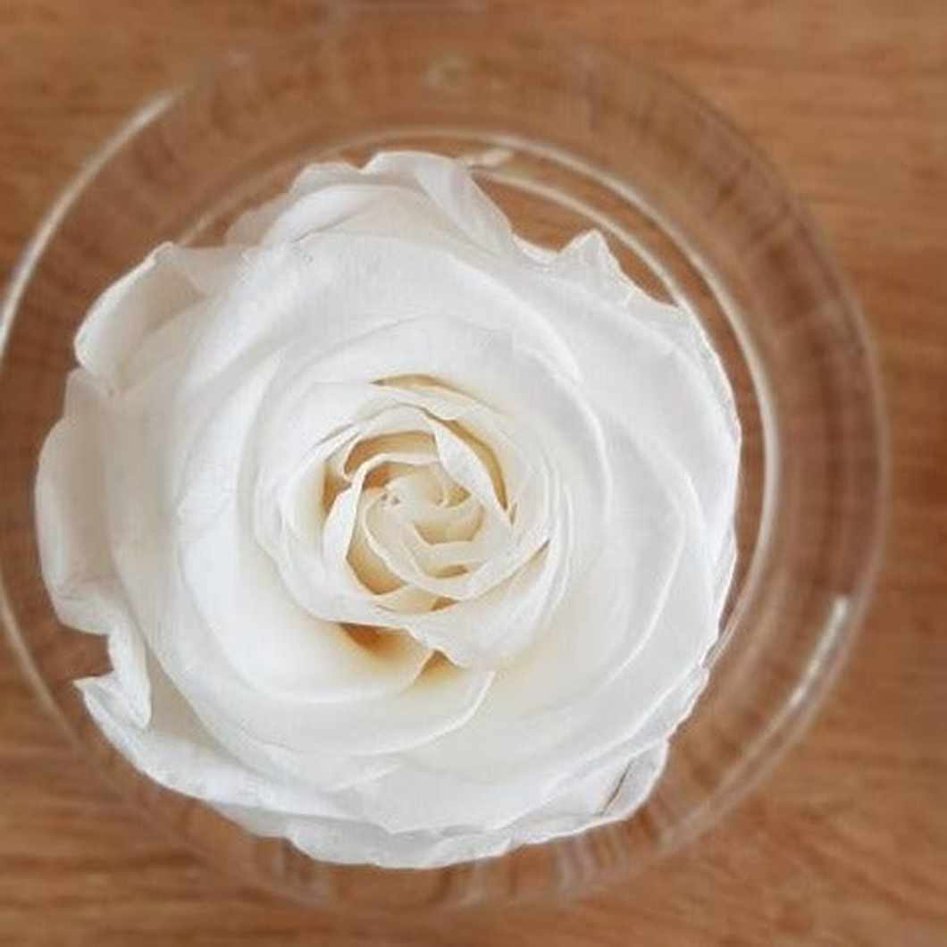 MBOS London White Preserved Rose presented in a Glass Dome