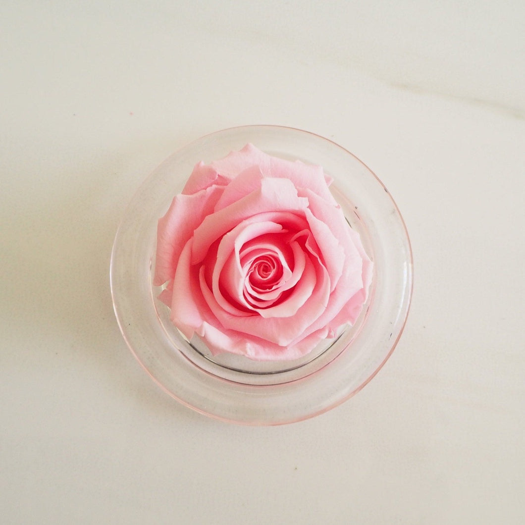 MBOS London Baby Pink Preserved Rose Presented in a Glass Dome