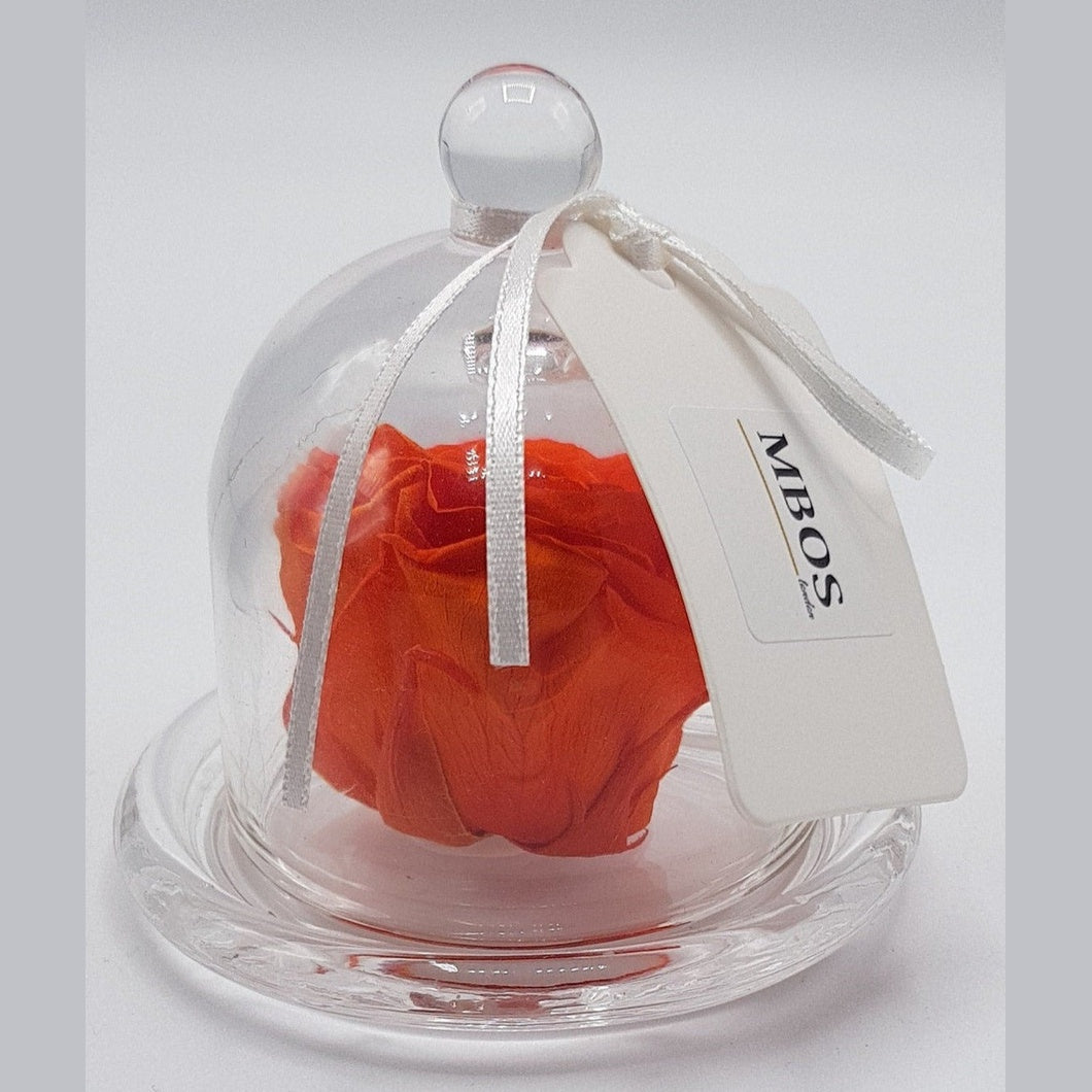 MBOS London Dark Orange Preserved Rose Presented In a Glass Dome