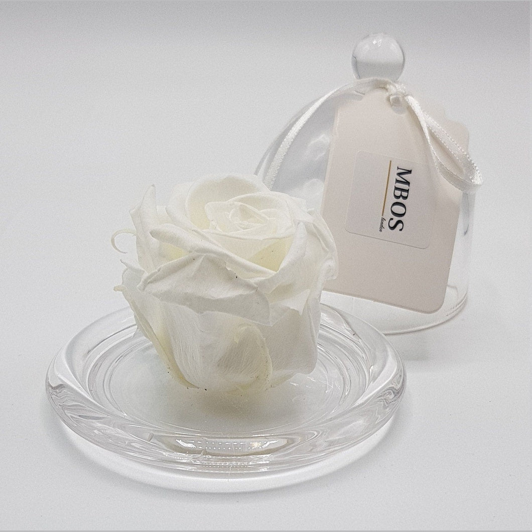 MBOS London White Preserved Rose presented in a Glass Dome