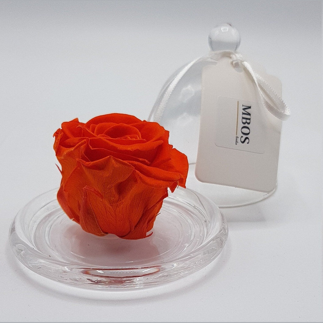 MBOS London Dark Orange Preserved Rose Presented In a Glass Dome