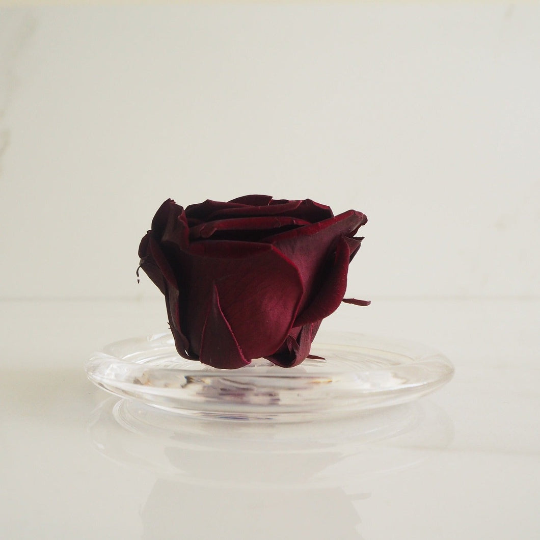 MBOS London Burgundy Preserved Rose Presented in a Glass Dome