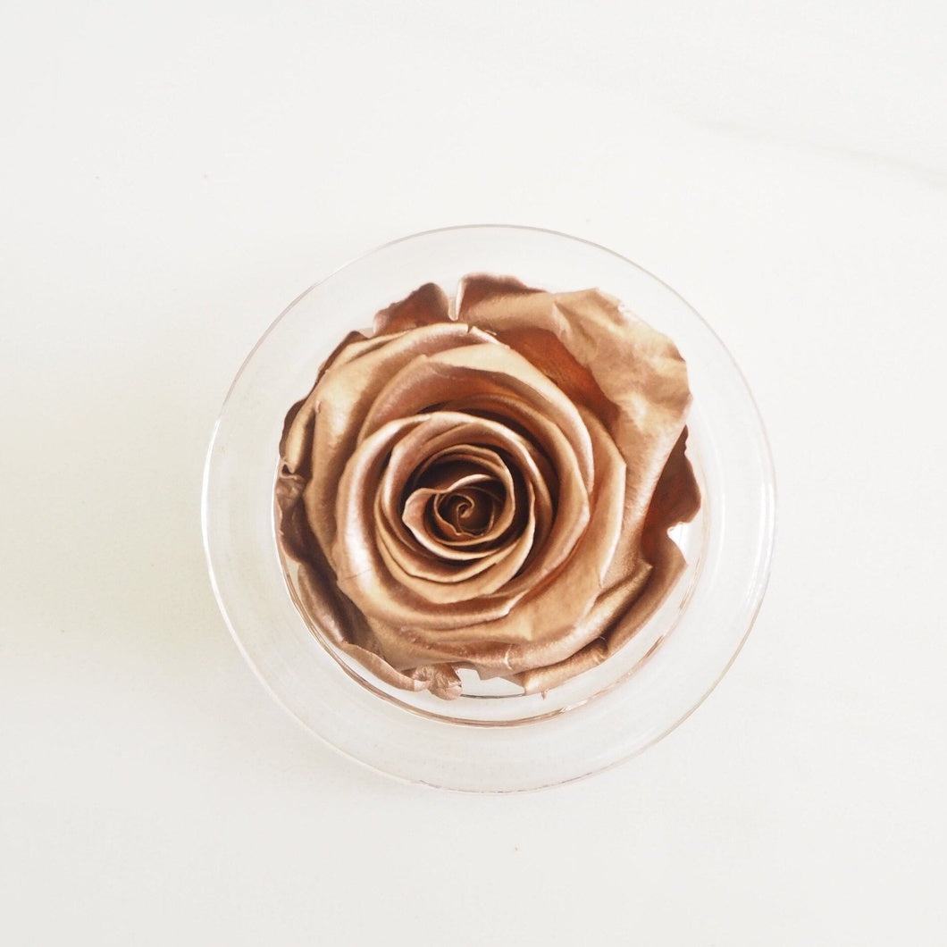 MBOS London Copper Preserved Rose Presented in a Glass Dome