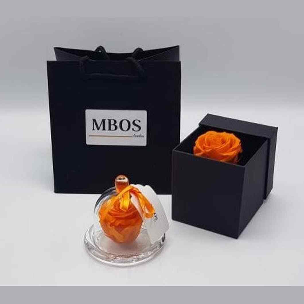 MBOS London Orange Preserved Rose Presented in a Glass Dome