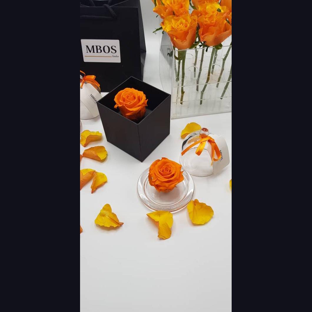 MBOS London Orange Preserved Rose Presented in a Glass Dome