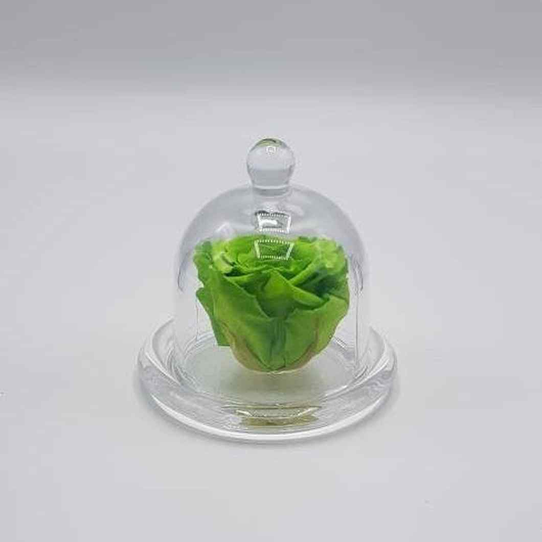 MBOS London Green Preserved Rose In a Glass Dome