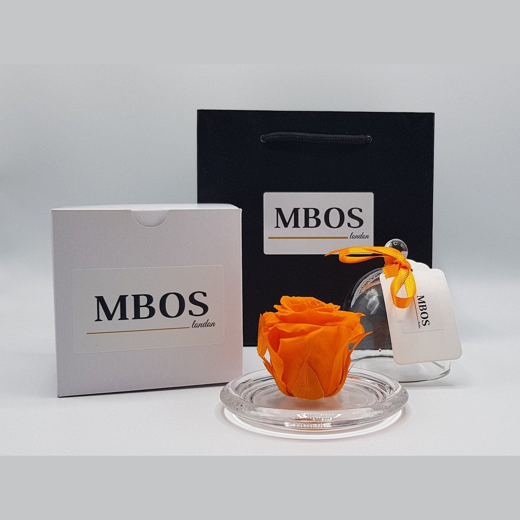 MBOS London Orange Preserved Rose Presented in a Glass Dome