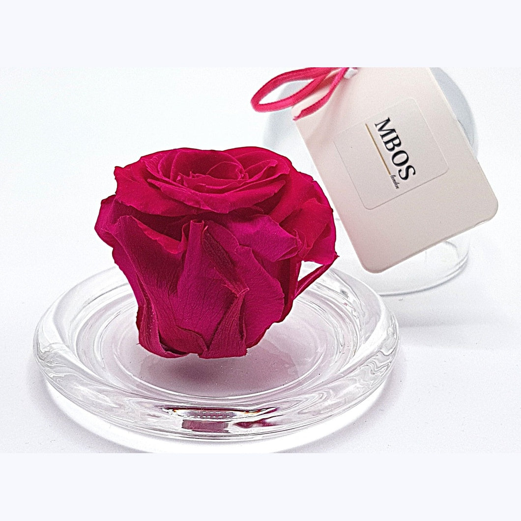 MBOS London Fuchsia Pink Preserved Rose Presented in a Glass Dome