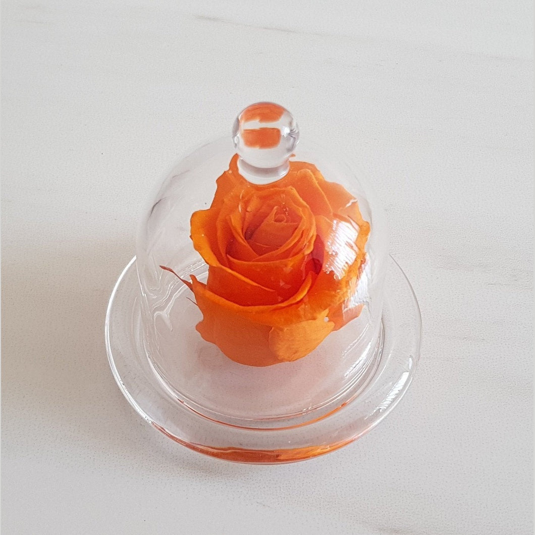 MBOS London Orange Preserved Rose Presented in a Glass Dome