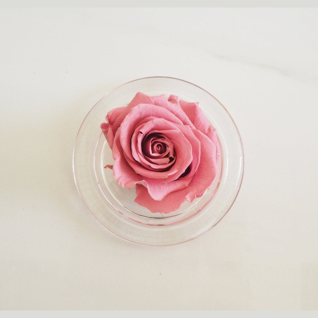 MBOS London Blush Pink Preserved Rose in a Glass Dome