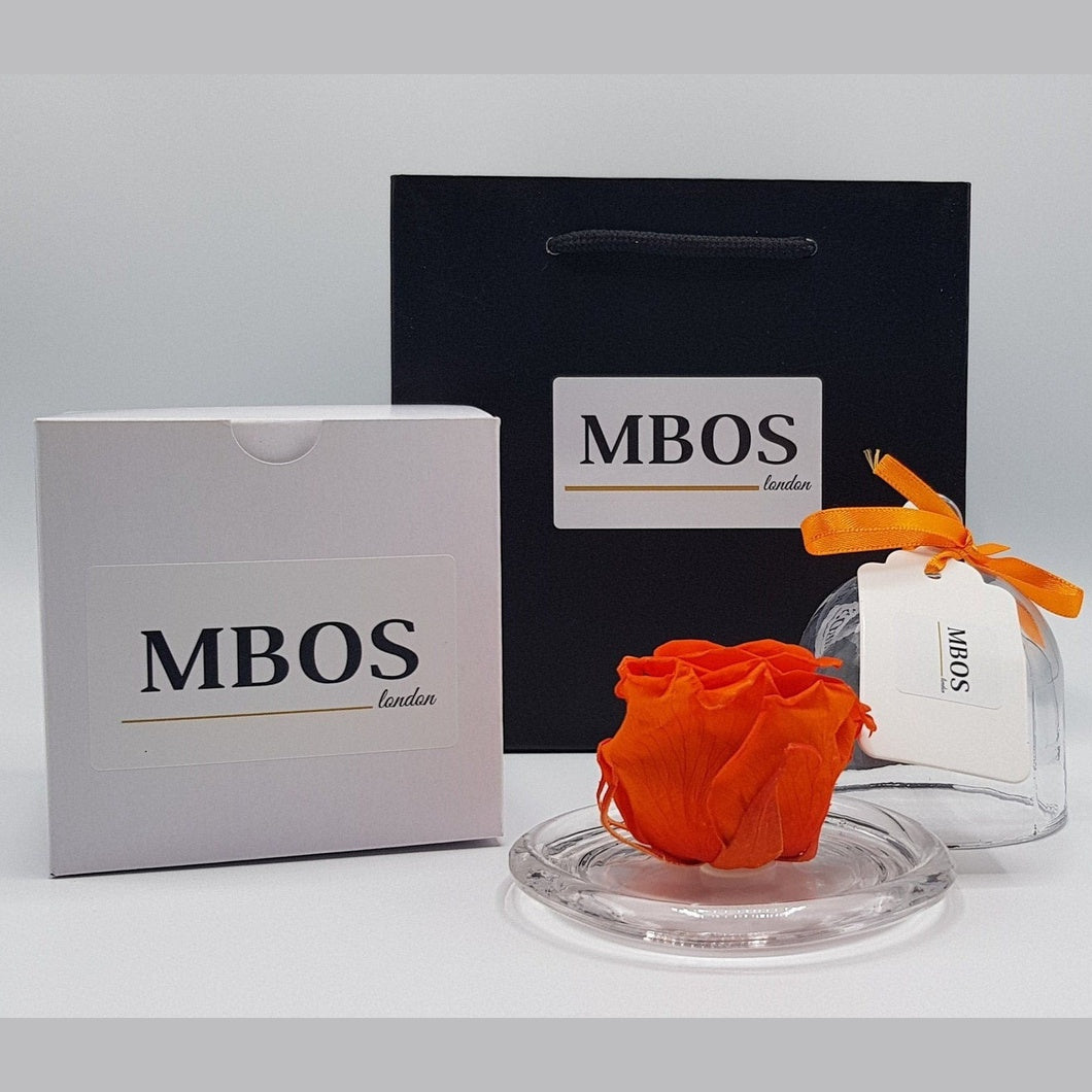 MBOS London Dark Orange Preserved Rose Presented In a Glass Dome