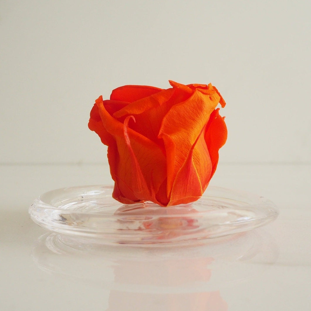 MBOS London Dark Orange Preserved Rose Presented In a Glass Dome