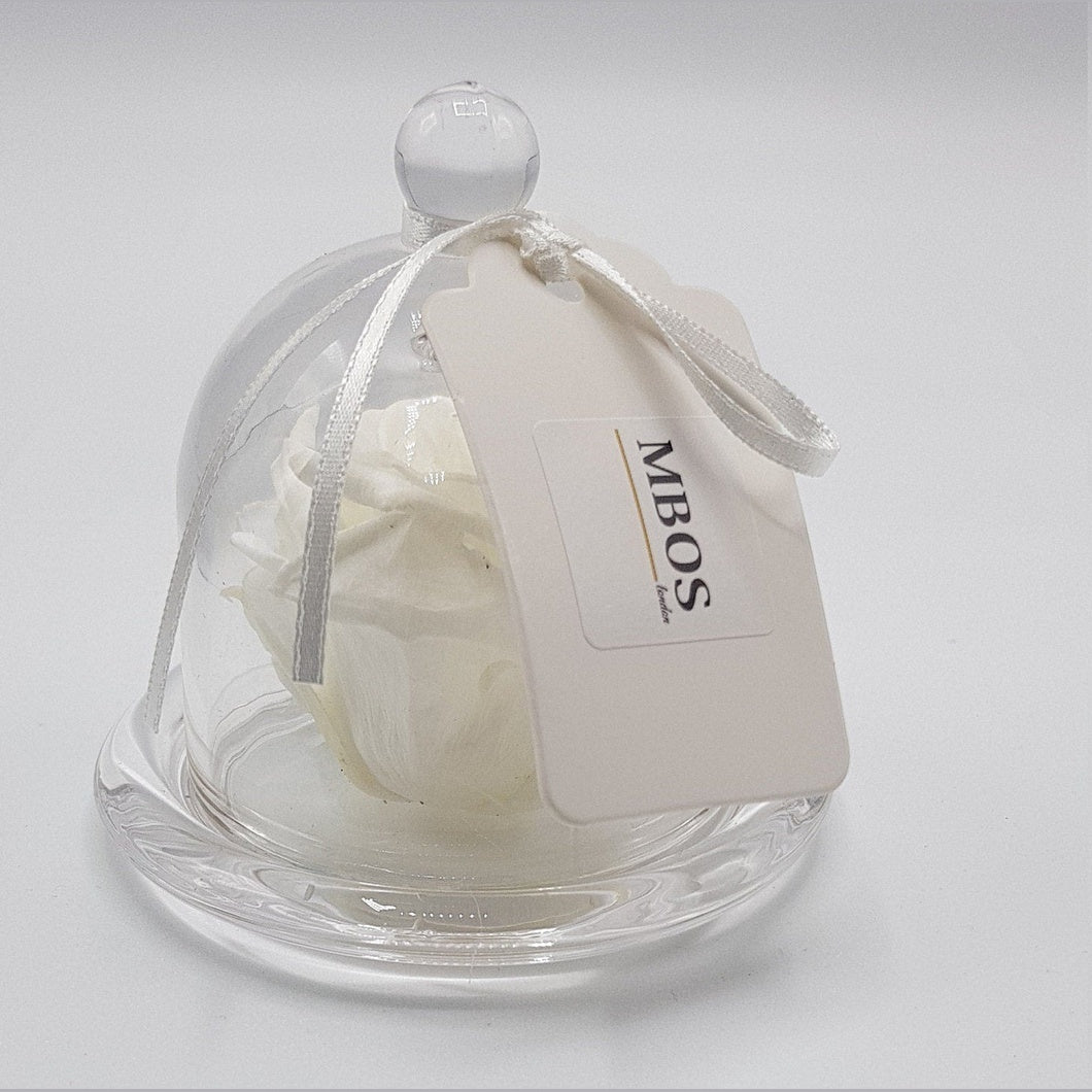 MBOS London White Preserved Rose presented in a Glass Dome