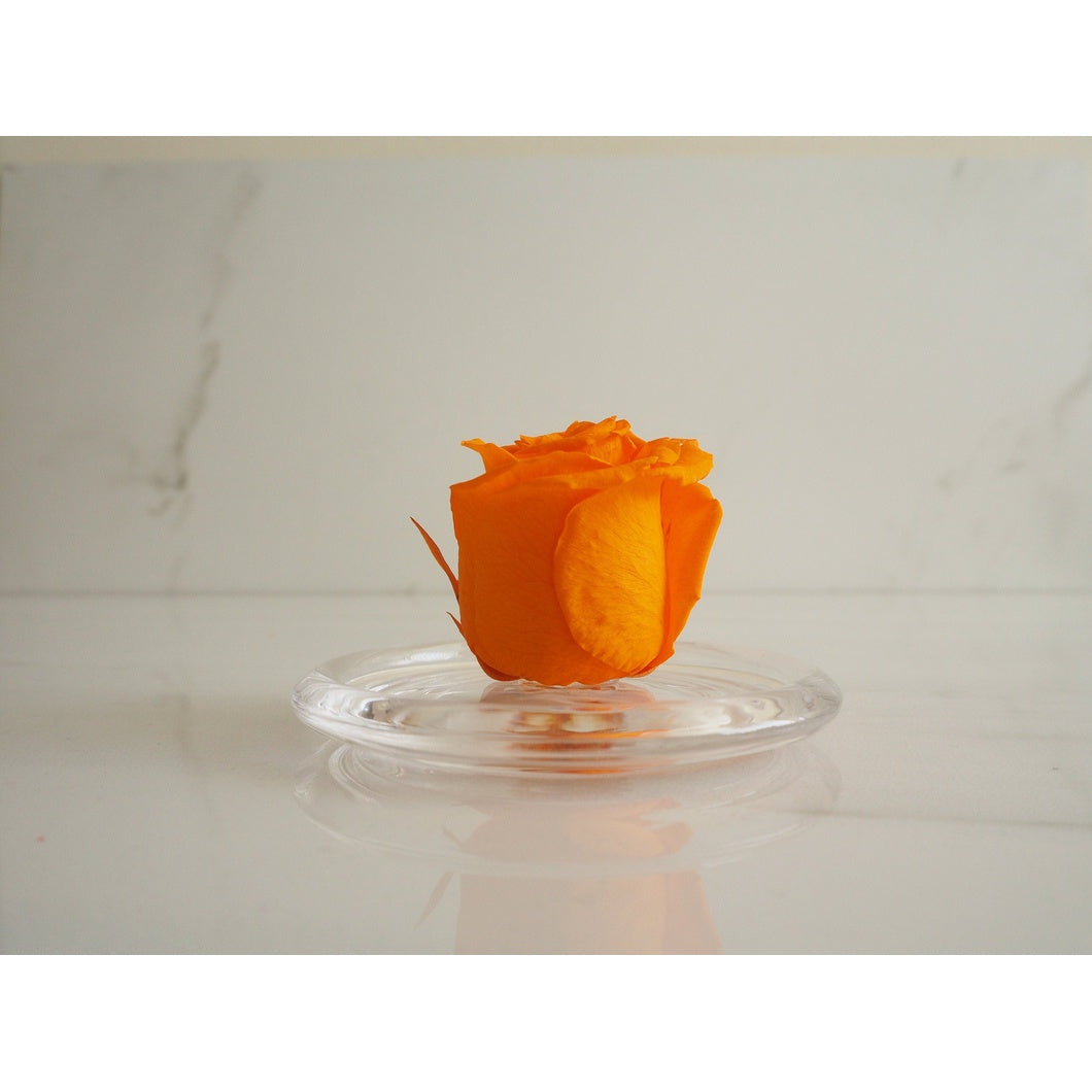 MBOS London Orange Preserved Rose Presented in a Glass Dome