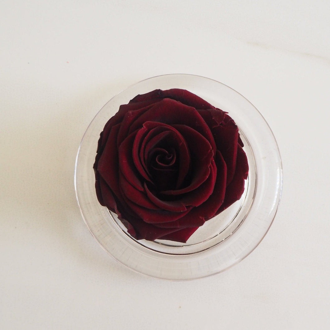 MBOS London Burgundy Preserved Rose Presented in a Glass Dome