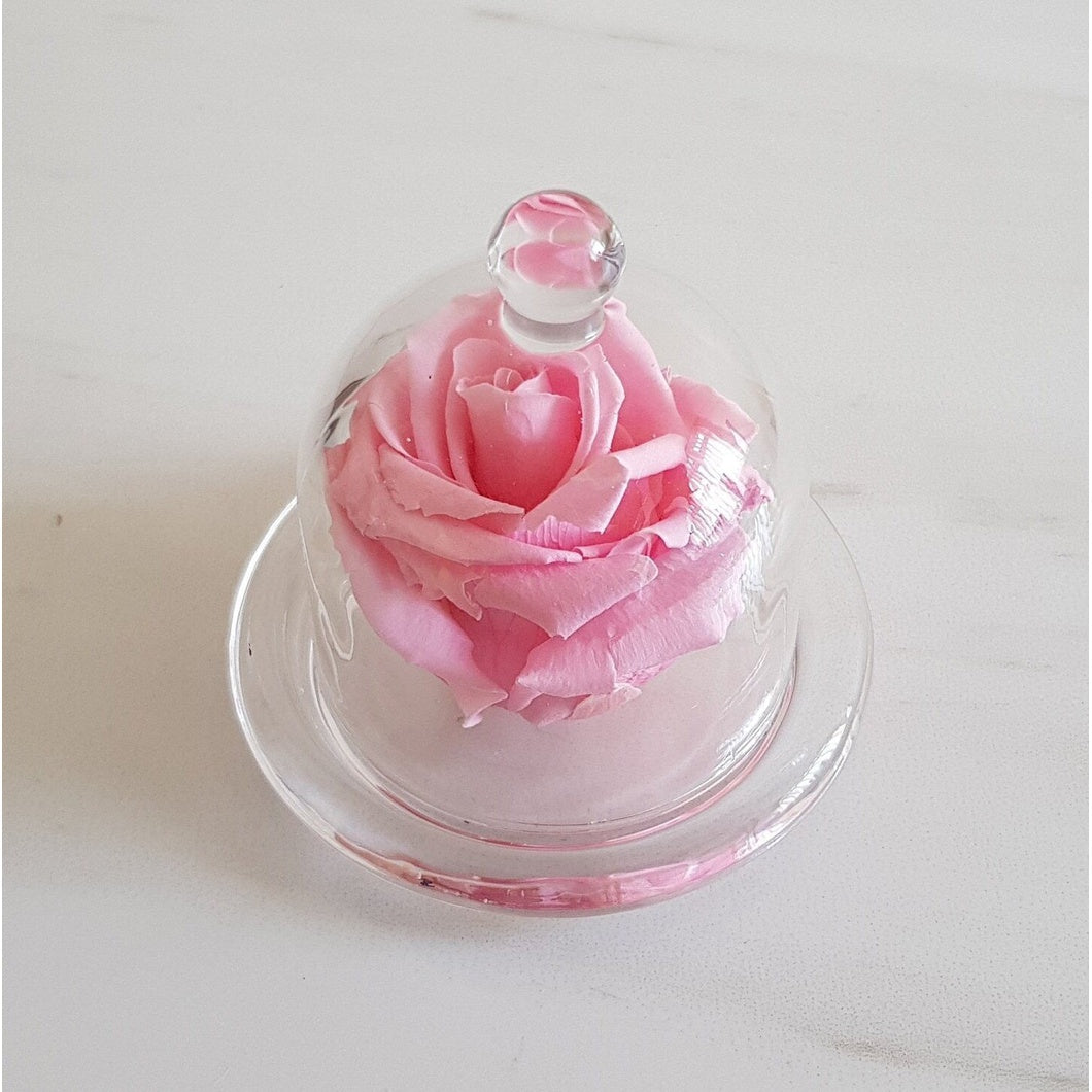 MBOS London Baby Pink Preserved Rose Presented in a Glass Dome