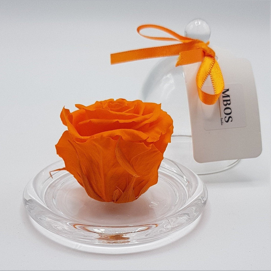 MBOS London Orange Preserved Rose Presented in a Glass Dome