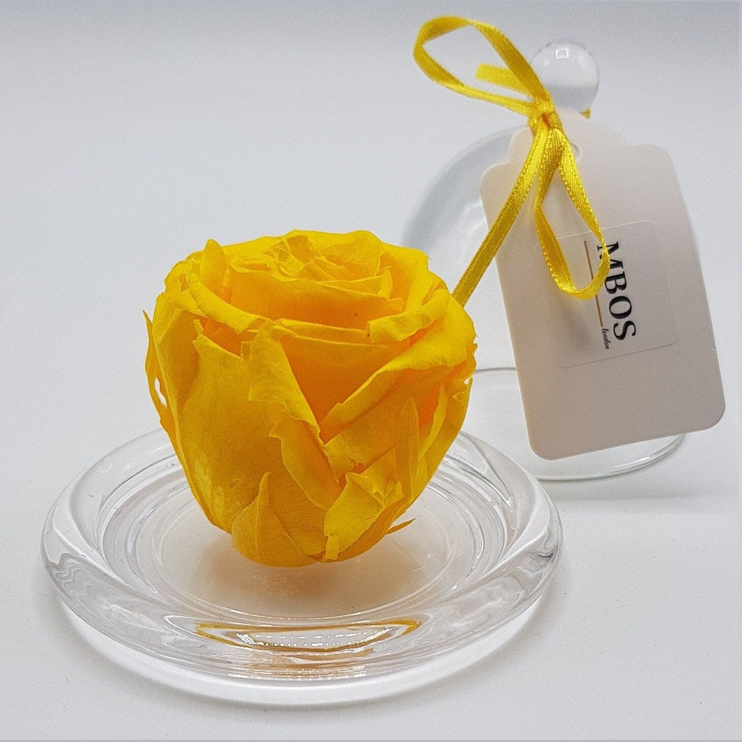 MBOS London Yellow Preserved Rose Presented in a Glass Dome