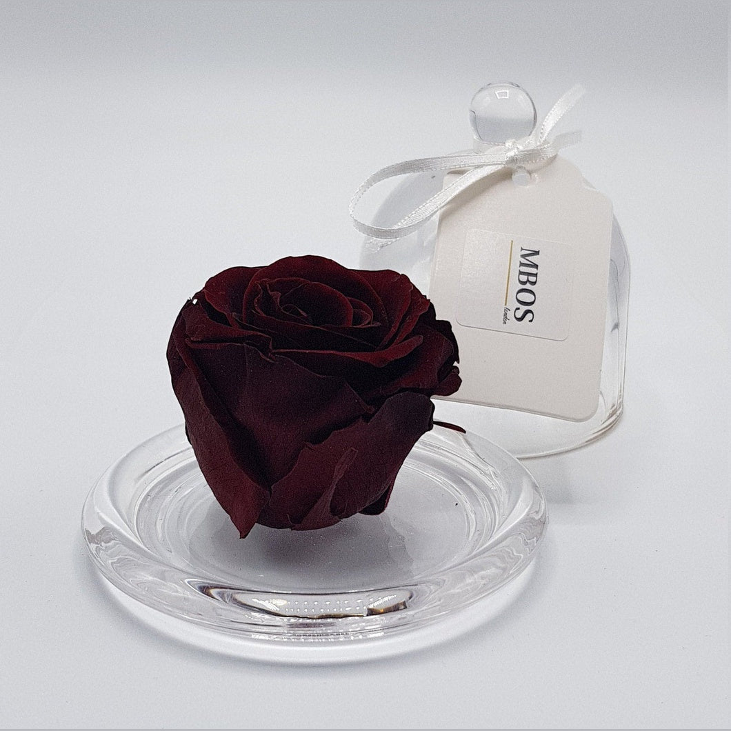 MBOS London Burgundy Preserved Rose Presented in a Glass Dome